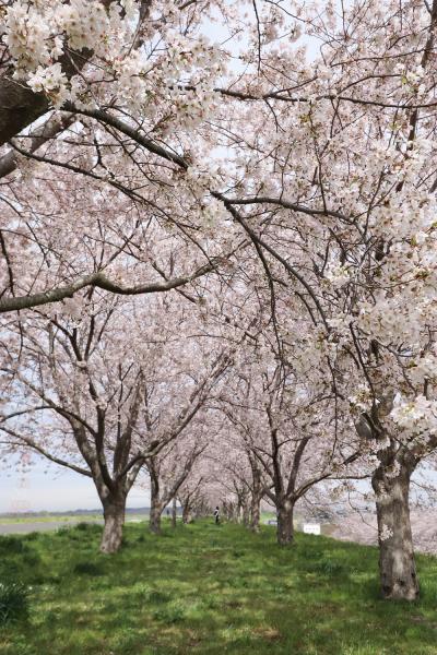 『2023桜づつみ9』の画像