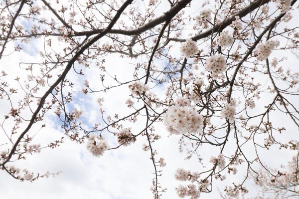 『2023桜づつみ10』の画像