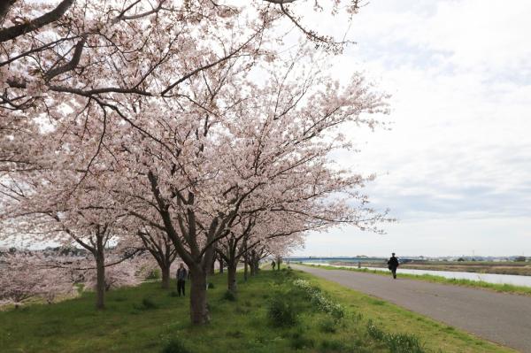 『2023桜づつみ11』の画像