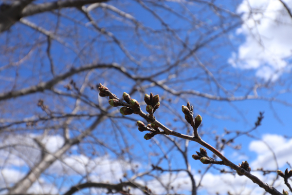 『20240327桜1』の画像