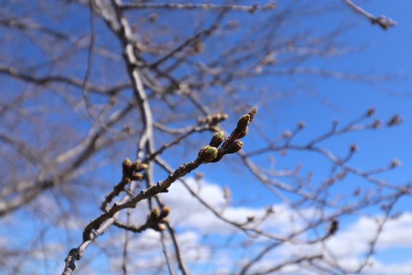 『20240327桜2』の画像