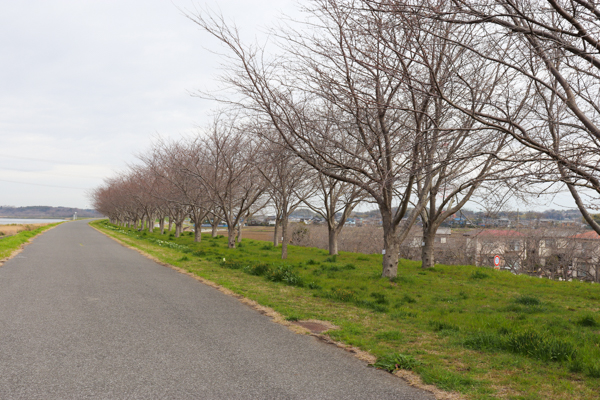 『20240328桜1』の画像