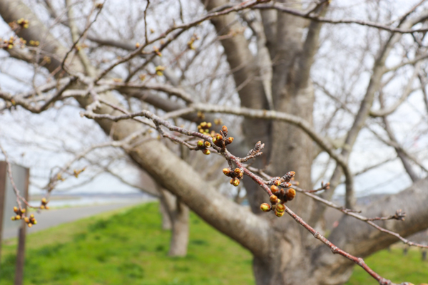 『20240328桜3』の画像