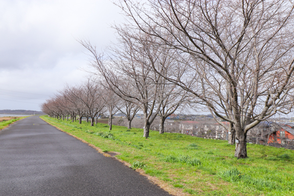 『20240329桜1』の画像