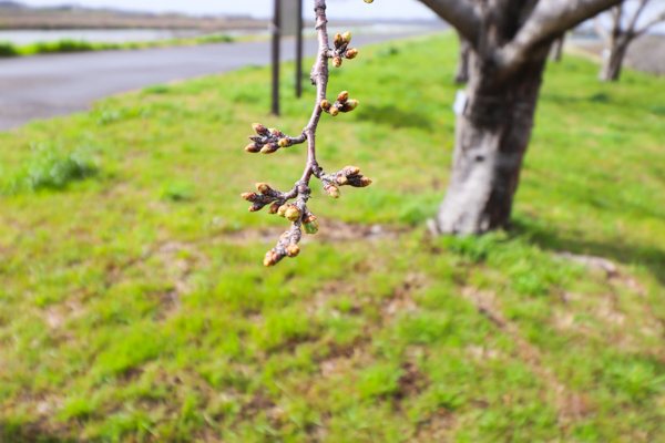 『20240329桜3』の画像