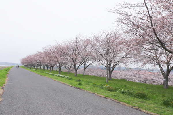 『20240406桜1』の画像