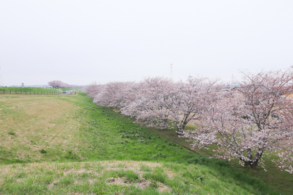 『20240406桜2』の画像