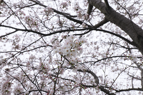 『20240406桜3』の画像